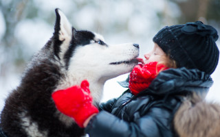 Woman husky snow red scarf - husky free wallpaper