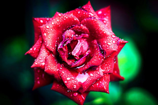Red rose water droplets gothic 3 - rose free wallpaper