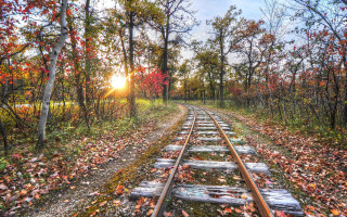 Autumn forest train track falling - the ground and trees free wallpaper