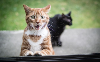 Cat looking window shiba inu - outside free wallpaper