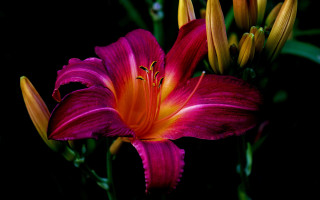 Flower petal center macro vivid - vivid free wallpaper