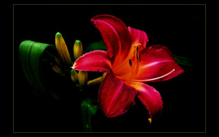 Red flower yellow stamens black - a red flower free wallpaper