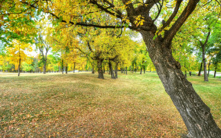 Autumn leaves park trees fence - synthetism free wallpaper