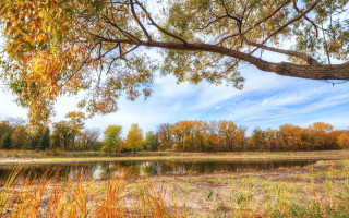 Tree branch lake autumn fall - arlington nelson lindenmuth free wallpaper