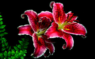 Red berry flower leaf food 2 - a silk screen free wallpaper