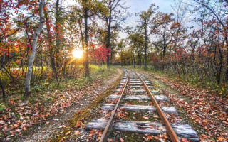 Autumn forest train tracks leaves - the ground and trees free wallpaper