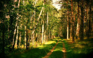 Dirt road forest trail nature - a dirt road in the middle of a forest free wallpaper