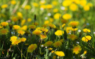 Flower field yellow sunflower bokeh - green grass free wallpaper for desktop