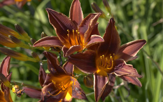 Flowers grass yellow stamens photorealism - unreal engine 5 quality free wallpaper