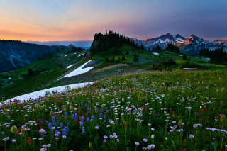 Mountain wildflowers sunset lake forest - sunset free wallpaper
