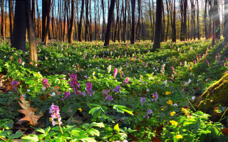Flower field sunlight forest nature - sunlight free wallpaper