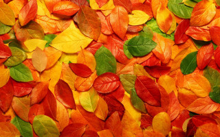 Autumn leaves color field pile - a table together free wallpaper