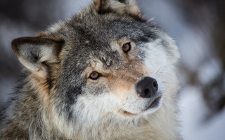 Wolf snow woods winter animal - winter time free wallpaper
