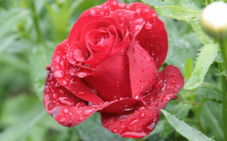Red rose water droplets macro 24 - a red rose free wallpaper