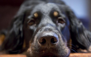 Dog face nose on table - a table top free wallpaper