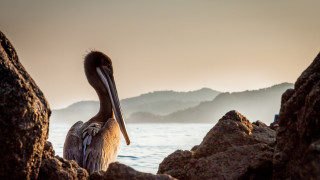 Bird rock ocean mountains fog - a rock near the ocean free wallpaper