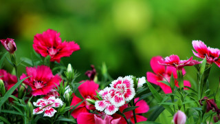 Flower field butterfly bug pink - the grass together free wallpaper