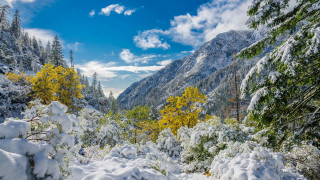 Snowy mountain trees bushes blue - the side of it free wallpaper