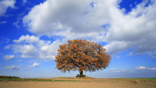 Tree bench cloudy sky mountains - cloud above free wallpaper