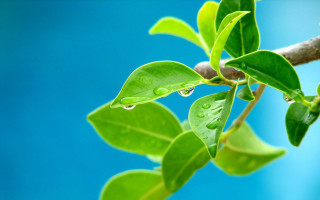 Water drops branch blue sky 2 - an gyeon free wallpaper for desktop