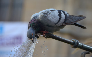 London pigeon fountain outdoors ecological - a sunny day free wallpaper