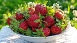 Strawberries bowl outdoor sunlight impressionism - a cloth free wallpaper