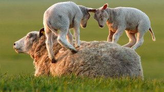 Sheep stacking grass field clovis - a sheep free wallpaper