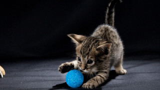 Kitten blueball dogshadow conceptualart planet - a blue ball free wallpaper