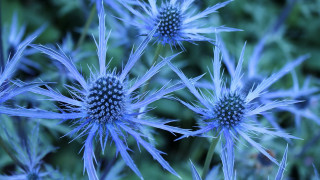 Blue flower closeup bokeh leaves - many free wallpaper