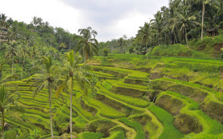 Lush green rice field palm - palm tree free wallpaper
