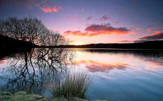 Tree water sunset pink clouds - sunset free wallpaper