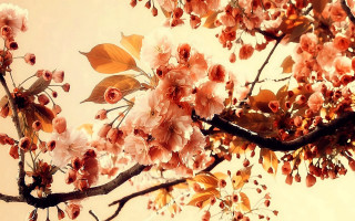 Pink tree autumn leaves hatsune - this image free wallpaper