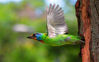 Colorful bird flying tree trunk - a tree trunk free wallpaper