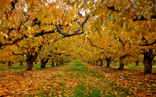 Tree path fall leaves orange - path free wallpaper