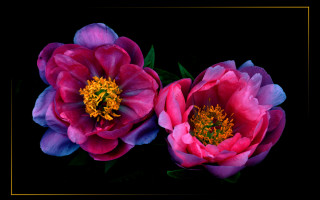 Pink flower gold border black - affinity photo free wallpaper
