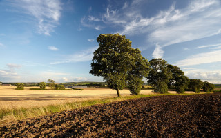 Field tree dirt road blue - cloud above free wallpaper