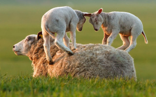 Sheep stacking grass field land - its head on free wallpaper