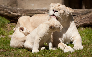 Lion cubs playing grass log - animal free wallpaper