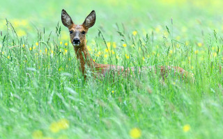 Deer curious in field with - a curious look free wallpaper