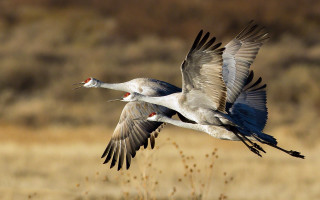 Two birds flying grass field - two bird free wallpaper