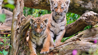 Curious sumatran tigers woods blue - a curious look free wallpaper