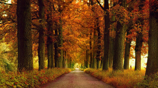 Autumn forest leaves fire sunset - yellow leaf free wallpaper