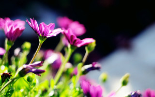 Purple flower vase table bokeh - a vase free wallpaper