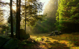 Forest bench sunlight autumn nature - the sun free wallpaper