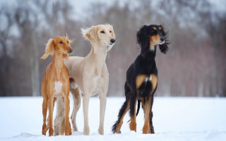 Three dogs snow trees glamor - the camera and the other free wallpaper