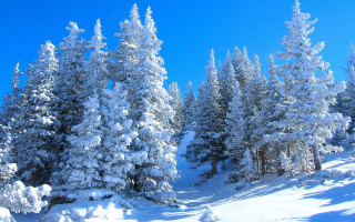 Snowy forest blue sky winter 2 - lot of trees free wallpaper