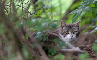 Cat woods laying bokeh blurry - the camera lense free wallpaper