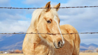 Horse fence mountains clouds outdoors - lyrical abstraction free wallpaper