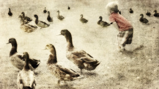 Child ducks grass boy beach - a boy free wallpaper