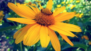 Yellow flower bee bokeh nature - a bee free wallpaper